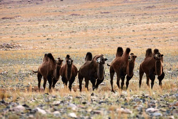 Chameau bactérien dans les steppes de Mongolie . — Photo