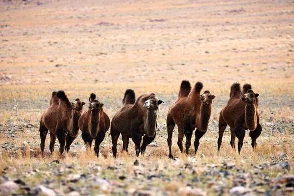 Chameau bactérien dans les steppes de Mongolie . — Photo