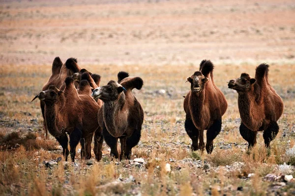 Βακτριανή καμήλα στις στέπες της Μογγολίας. — Φωτογραφία Αρχείου