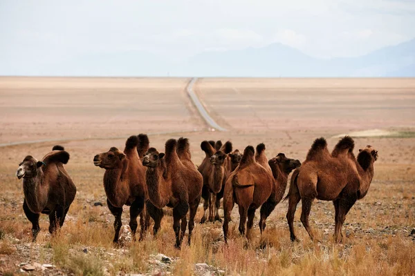 Bactrian camel in the steppes of Mongolia.