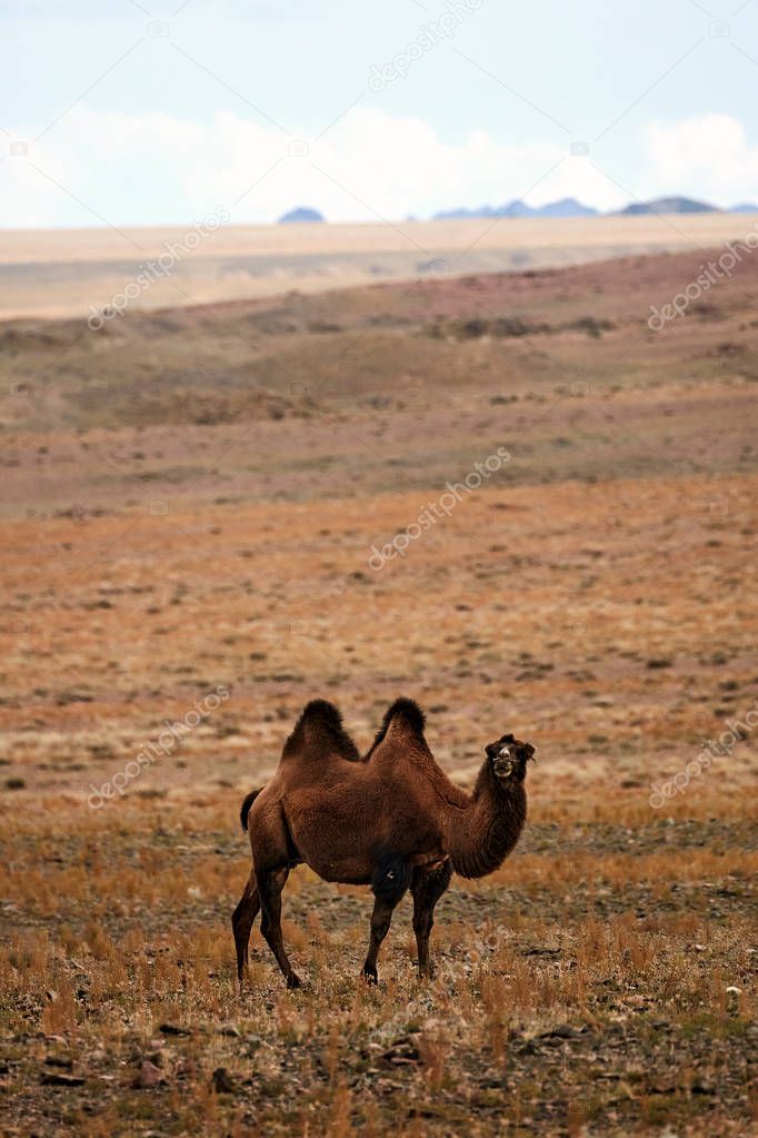 Bactrian camel in the steppes of Mongolia. 