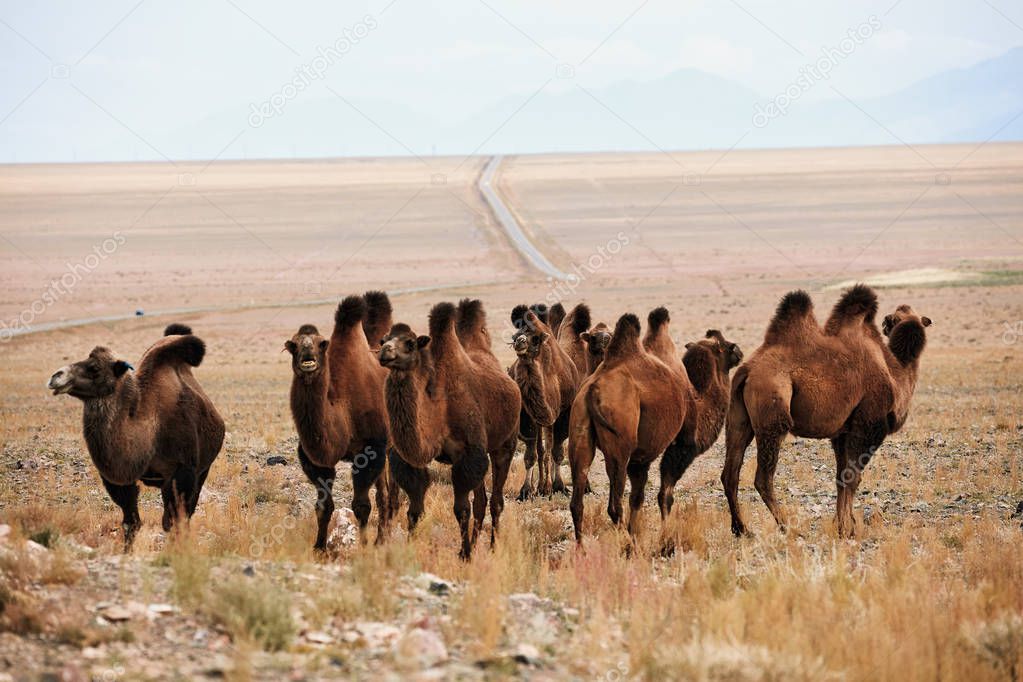 Bactrian camel in the steppes of Mongolia. 
