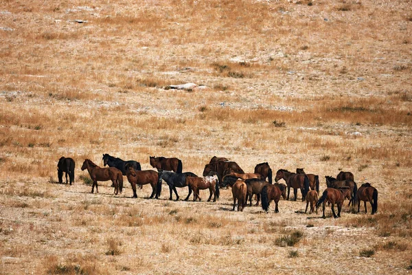Cheval Mongol Dans Steppe Mongole Symbole Vie Nomade — Photo