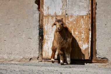 Moğol keçileri. Et, süt ve yünün kaynağı. Keçi kaşmir ve peynir turistlerin en sevdiği hediyelik eşya oldu..