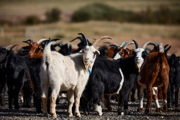 Mongolian goats. Source of meat, milk and wool. Goat Cashmere and cheese have become favorite Souvenirs of tourists.
