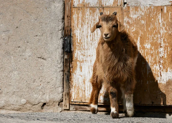 Mongolian goats. Source of meat, milk and wool. Goat Cashmere and cheese have become favorite Souvenirs of tourists.