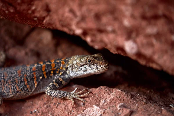 Lizard Red Rocks Agama Stoliczka Lat Laudakia Stoliczkana Lizard Genus — Stock Photo, Image