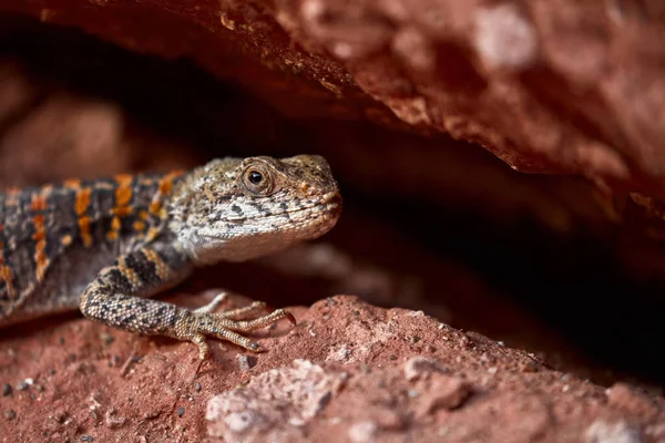 Lizard Red Rocks Agama Stoliczka Lat Laudakia Stoliczkana Lizard Genus — Stock Photo, Image