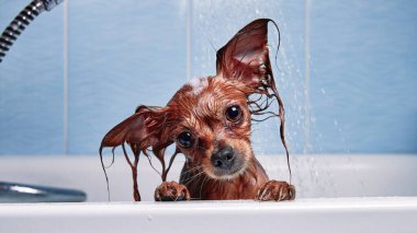 Banyodaki komik ıslak köpek. Köpek duş alıyor. Rus Uzun Saçlı Oyuncak Teriyeri (Canis lupus familiaris). 
