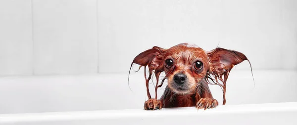 Cão Molhado Engraçado Casa Banho Cão Toma Banho Russo Long — Fotografia de Stock