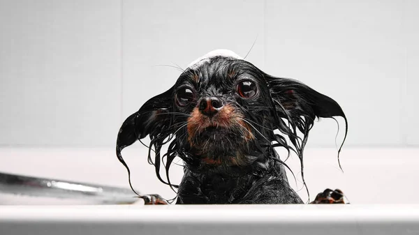 Vtipný Malý Mokrý Pes Koupelně Pes Sprchuje Ruský Dlouhosrstý Hračkář Stock Snímky