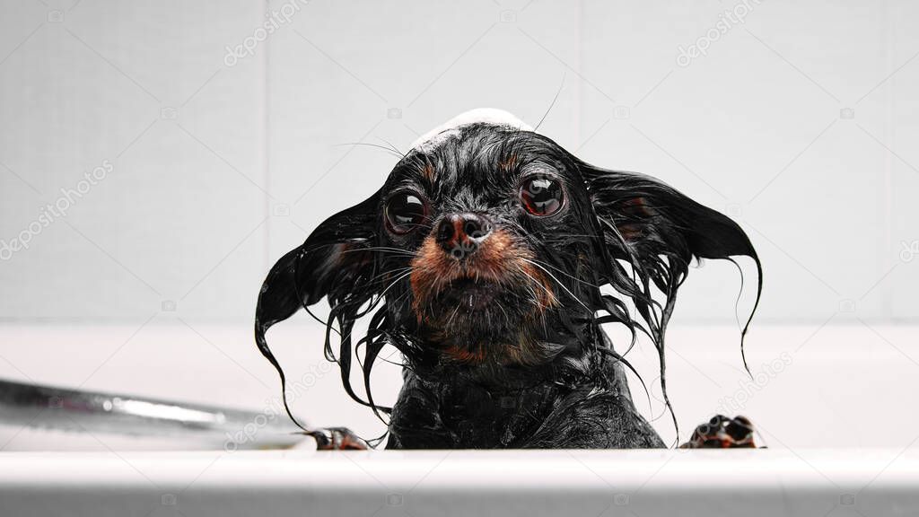 Funny little wet dog in bathroom. Dog takes a shower. Russian  Long Haired Toy Terrier (Canis lupus familiaris). 