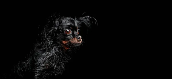 Portrét Ruského Dlouhosrstého Teriéra Canis Lupus Familiaris Vtipný Malý Pes Royalty Free Stock Fotografie