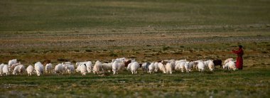 Moğolistan 'da otlakta koyun ve keçi sürüsü olan bir çoban. Geleneksel kıyafet ve Moğol göçebelerinin yaşam tarzı. Çayırların manzarası. 08.09.2019. Moğolistan.