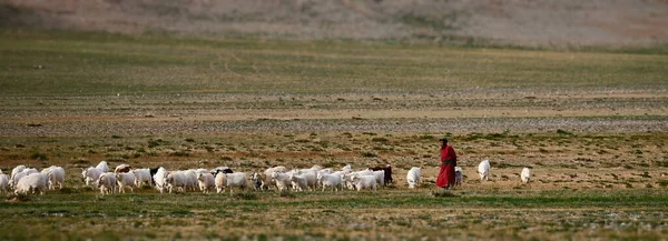 Berger Avec Troupeau Moutons Chèvres Sur Pâturage Mongolie Robe Traditionnelle — Photo