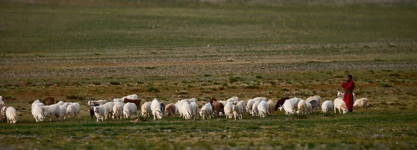 Berger Avec Troupeau Moutons Chèvres Sur Pâturage Mongolie Robe Traditionnelle — Photo