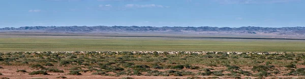Moutons Chèvres Dans Pâturage Mongolie Panorama Pâturage Source Viande Lait — Photo