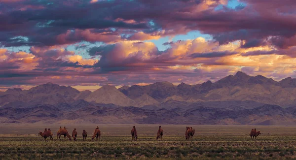 Baktrische Kamele Auf Einer Weide Der Mongolei Bei Sonnenuntergang Weidepanorama — Stockfoto