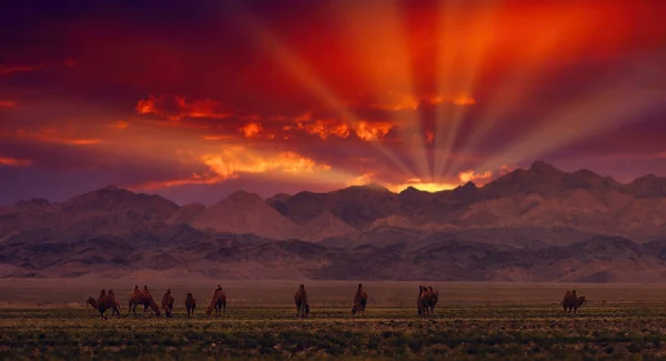 Bactrian Camels Pasture Mongolia Sunset Panorama Pasture Source Meat Milk — Stock Photo, Image