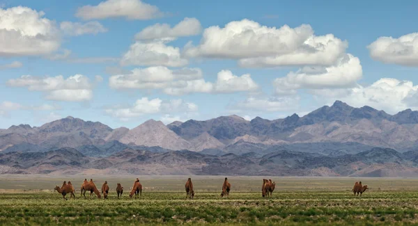 Chameaux Bactériens Sur Pâturage Mongolie Panorama Pâturage Source Viande Lait — Photo