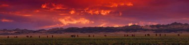 Bactrian Camel 'leri gün batımında Moğolistan' da bir çayırda. Çayırların manzarası. Et, süt ve yünün kaynağı. Deve düştü, turistlerin en sevdiği hediyelik eşya..