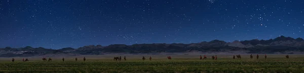 Bactrian Camels Een Weiland Mongolië Nachts Panorama Van Weide Bron — Stockfoto