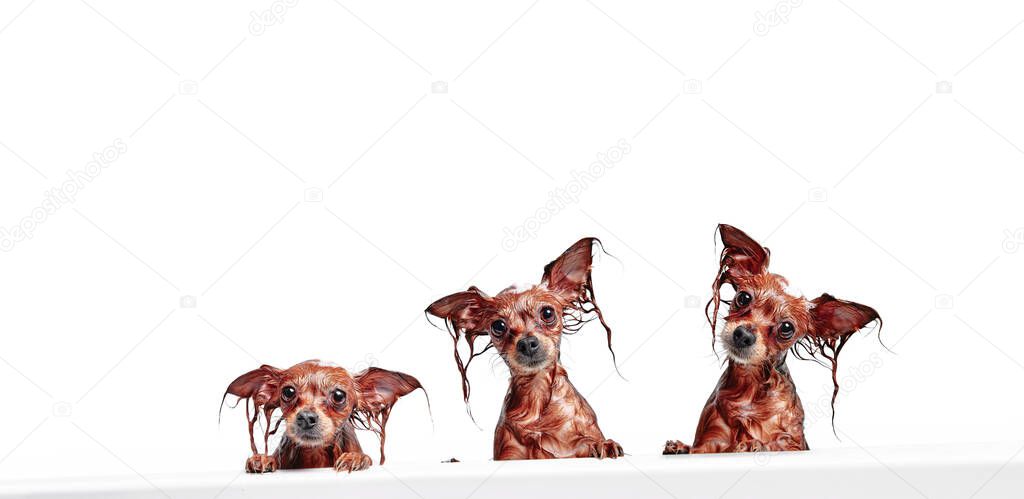 Three funny little wet dogs in the bathroom. Dogs take a shower. Russian long-haired toy Terrier (Canis lupus familiaris).