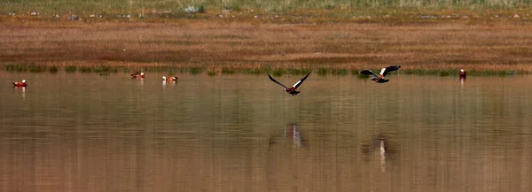 Divoké Kachny Jezeře Pozorování Ptáků Jezeře Úpatí Altaje Mongolsko — Stock fotografie