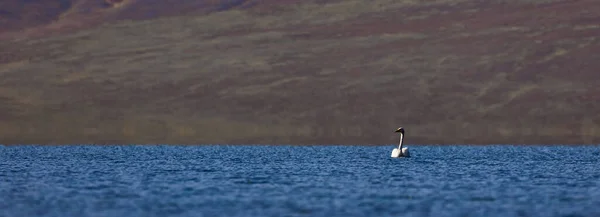 湖上的白天鹅在蒙古阿尔泰的湖面和山脚上观鸟 — 图库照片