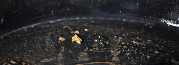 Gold nugget in a gold miner's tray. Gold mining with your own hands.