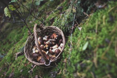 Woods ve sepet mantar ile yürümek