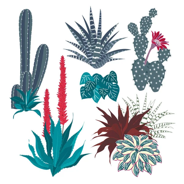 Kaktus med blomma och aloe vera isolerad — Stock vektor