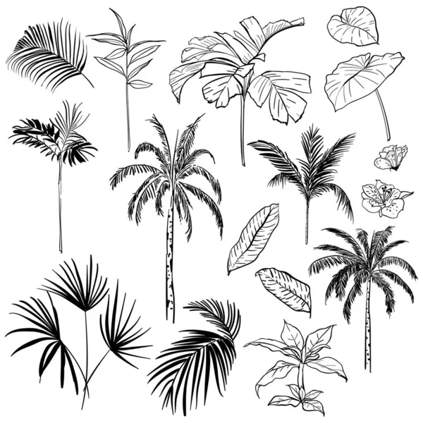 エキゾチックな森で芸術的な熱帯雨林やレベルを描くベクトルの美しい手のセット 概要元のスタイリッシュな花の背景 Print — ストックベクタ