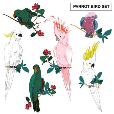 Tropikal papağanlar ön taraftaki egzotik ormanları toplarlar. Beyaz arkaplanda izole edilmiş vektör ögeleri.