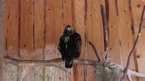 Egy fekete sas vagy sólyom tisztítja a tollait, miközben egy faágon ül egy állatkertben. Egy nagy ragadozó madár, ami főleg halakra és vízi madarakra vadászik.. — Stock videók
