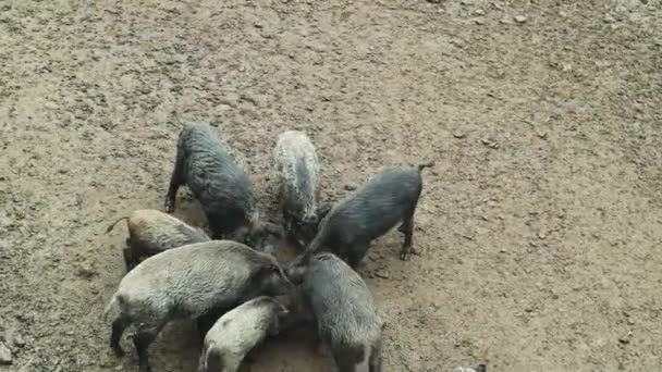 Ormanda yiyecek arayan domuzlu bir grup yaban domuzu. Ormanda her yaştan büyük bir vahşi domuz sürüsü. — Stok video