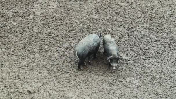 Two wild pigs dig in the mud for food and feed in the forest. An omnivorous artodactyl non-ruminant mammal of the medium-sized boar genus, walking along a dirty field. — 비디오