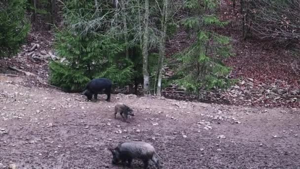森の中で食べ物を探している若い豚と野生のイノシシのグループ。森の中のあらゆる年齢の野生の豚の大規模な群れ. — ストック動画