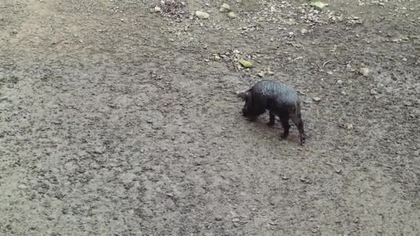 Un cinghiale selvatico, sporco e bagnato è radicato nella sporcizia con un nichelino in cerca di cibo. Artiodattilo onnivoro mammifero cinghiale non ruminante — Video Stock