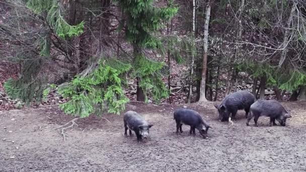 En grupp vildsvin med unga grisar som letar efter mat i skogen. En stor flock vilda grisar i alla åldrar i skogen. — Stockvideo