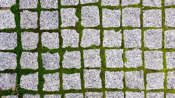 Texture Paved Tile Street Concrete Paving Slabs Paving Slabs Grass — Stock Photo, Image