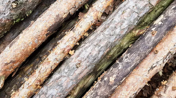 柴火堆在大堆上 顶视图 漂亮的木制原木 来自无人机的堆栈日志顶部视图的背景 堆栈自然锯木原木背景 — 图库照片