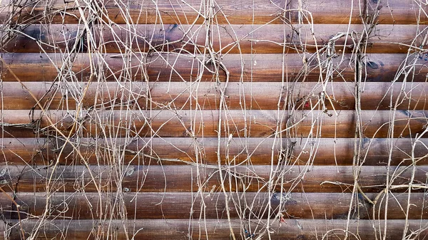 Tallos Secos Una Planta Trepadora Vista Cerca Fragmento Una Antigua —  Fotos de Stock