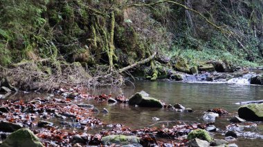 Sonbaharın başında ve yazın sonunda ormandaki bir dağ nehrinin manzarası. Doğal bir nehirde su. Nehirli güzel ve rahatlatıcı bir orman. Dağ ormanının derinliklerinde bir nehir. Doğa bileşimi