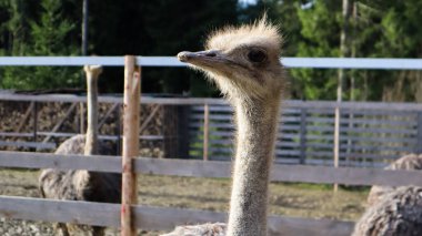 Bir parkta devekuşu kafası ve boyun portresi. Bulanık bir arkaplanda sevimli bir devekuşunun yakın çekimi.