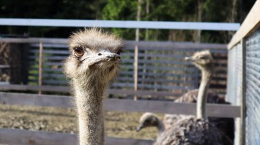 Bir parkta devekuşu kafası ve boyun portresi. Bulanık bir arkaplanda sevimli bir devekuşunun yakın çekimi.