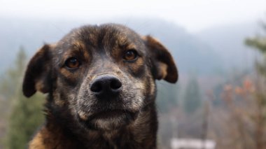 Serseri bir kahverengi köpek yavrusunun portresi. Bulanık arkaplan ve mesaj için yeri olan bir köpeğin kafa fotoğrafı. Üzgün bir sokak köpeği kameraya bakıyor.