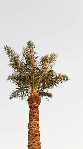 日落时棕榈树映衬天空的轮廓 椰子树 埃及的热带树 单子叶 木质植物科 有未分枝的树干 — 图库照片