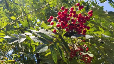 Kırmızı böğürtlenli Rowan şubesi. Rowan yakın plan gökyüzü ve yeşil yapraklar
