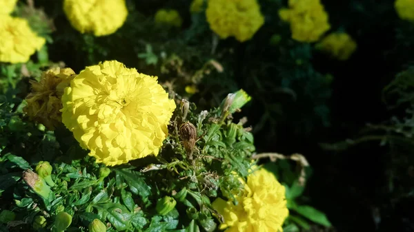 春には屋外で色とりどりの花を咲かせます 黄色のバターカップの花 庭の鍋で 晴れた春の日に庭で 柔らかい焦点で撮影された美しい屋外の花の背景 — ストック写真
